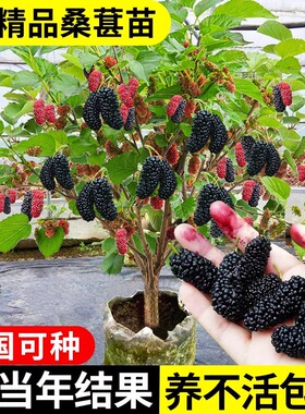 桑葚树苗无籽十大嫁接四季盆栽