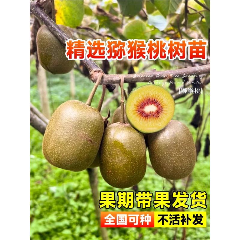 猕猴桃树果苗红心软枣徐香弥猴桃图片
