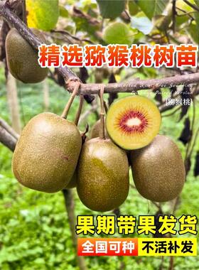 猕猴桃树果苗红心软枣徐香弥猴桃