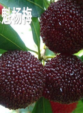 嫁接东魁杨梅树树苖特大杨梅苖