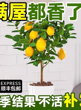 盆栽柠檬树盆栽柠檬苗香水柠檬