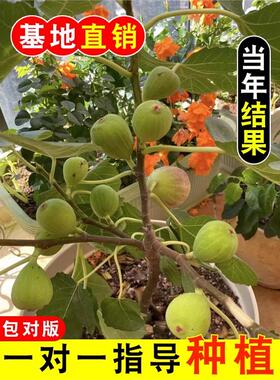 无花果树果苗盆栽水果苗