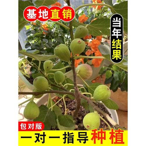 无花果树果苗盆栽水果苗