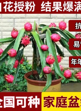 红心火龙果树苗盆栽地栽庭院