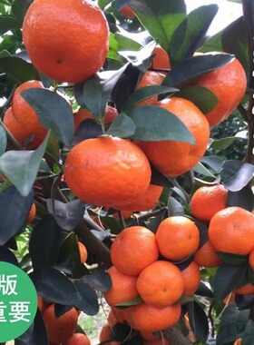 沙糖桔树苗南北方种植无核