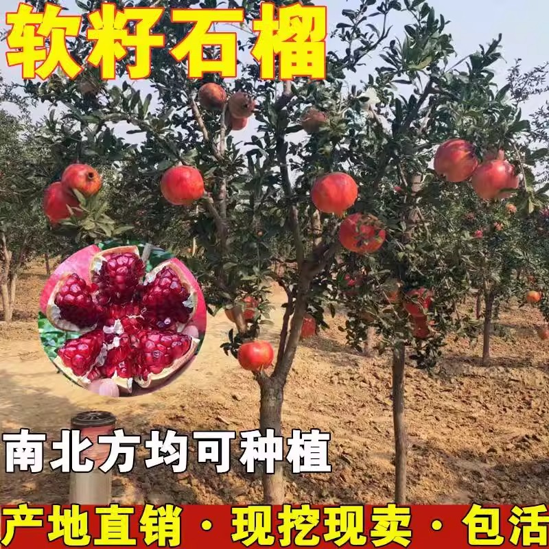 石榴树树苗突尼斯软籽石榴