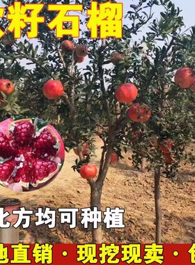 石榴树树苗突尼斯软籽石榴