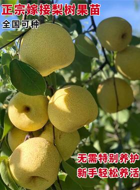 梨树果苗嫁接苗翠冠梨树秋月