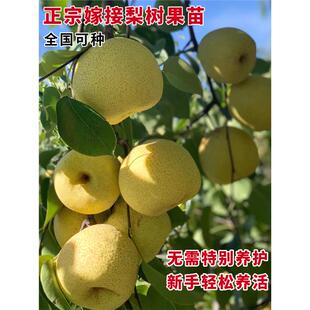 梨树果苗嫁接苗翠冠梨树秋月梨树苗地栽果树苗当年结果梨子树果苗