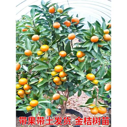 脆皮金桔带果发货盆栽树苗