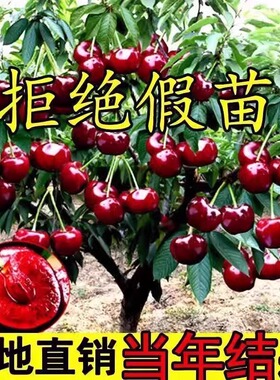 樱桃树苗庭院果树矮化大樱桃苗