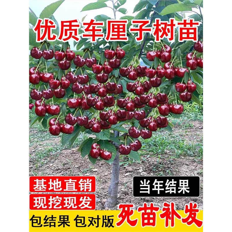 樱桃树苗庭院果树矮化樱桃树图片