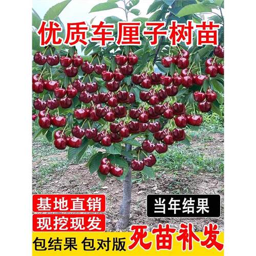 樱桃树苗庭院果树矮化樱桃树