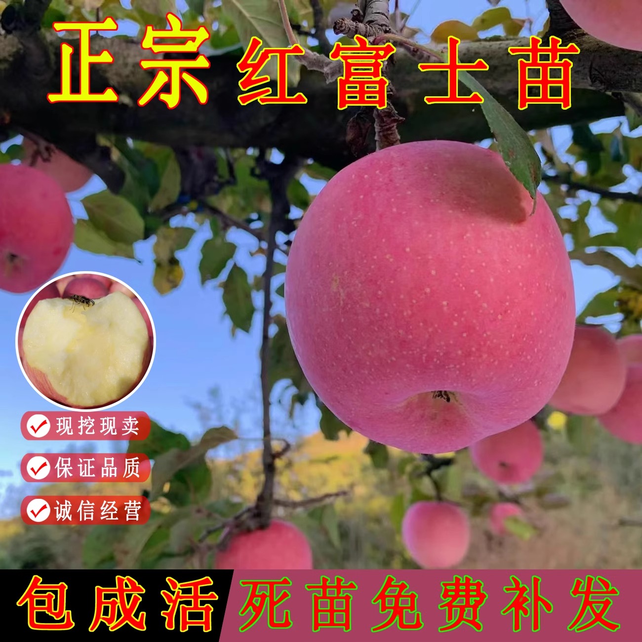 矮化盆栽苹果树果苗地栽