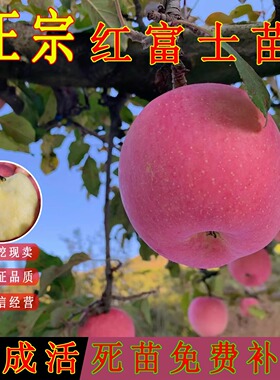 矮化盆栽苹果树果苗地栽