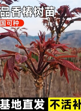 红油香椿苗树当年食用四季种植