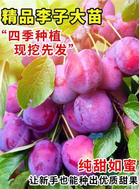 李子树苗大果超甜西梅苗
