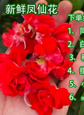 凤仙花鲜花染指甲染头发现摘现发