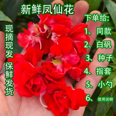 凤仙花鲜花染指甲染头发现摘现发