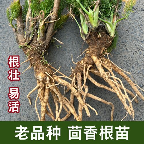 新鲜小茴香根苗老品种好吃易种植