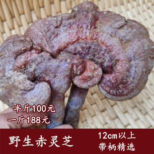 野生 整枝赤灵芝带柄精选正宗灵芝 12厘米以上大个 250克非一斤装