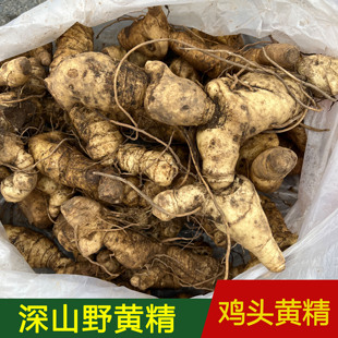 新鲜野黄精鸡头黄精生鲜现挖中药材泡酒非九蒸九晒制煲汤滋补泡茶