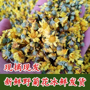 野菊花新鲜花朵现采苦薏黄菊花藤煮水浴泡澡山菊花新鲜野菊花根