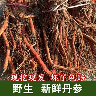 野生丹参新鲜现挖现发正品丹参条紫丹参整根红参血参中药材保心茶