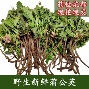 新鲜野生蒲公英整颗全草带根婆婆丁野菜天然特级 现挖现发