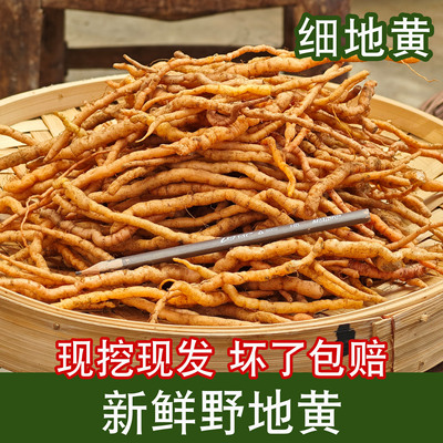 野生新鲜生地黄现挖细地黄中药材