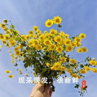 天然野菊花梗全棵晒干苦薏黄菊花藤煮水浴泡澡山菊花新鲜野菊花根