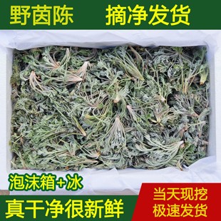 下单现挖新鲜茵陈野白蒿山野菜蒸菜绵茵陈茶湿茵陈摘净非干品包邮