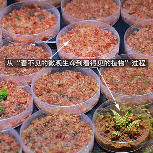 野生蕨类孢子粉培养皿 学生植物观察实验 雨林缸造景种植素材
