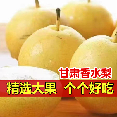 甘肃香水梨沙梨香水梨会师农人