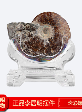 正品李居明九运吉祥物斑彩螺