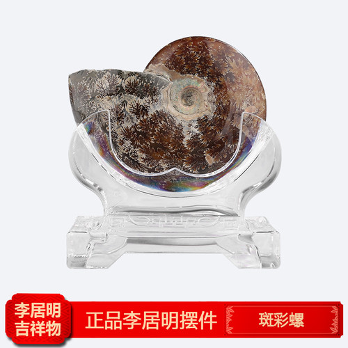 正品李居明九运吉祥物斑彩螺