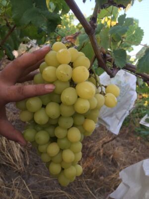 勇胜葡萄果苗/阳光玫瑰葡萄苗