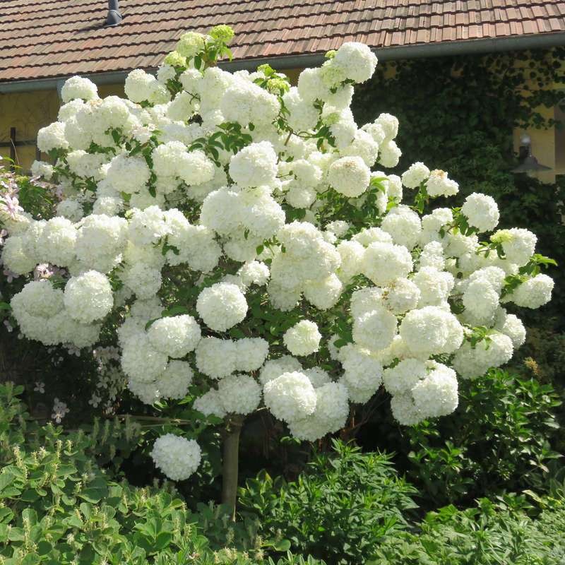 木绣球花种子非斗球南北方种植图片