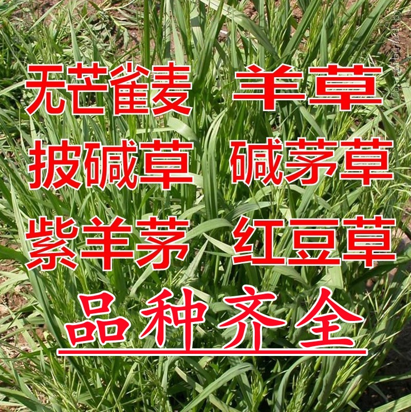 无芒雀麦种子披碱草碱茅草紫羊茅四季种养牛红豆草碱草羊草种子