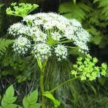 全新羌活种子 羌青 蚕羌 川羌 竹节羌 黑药 多年生耐寒中药材种子