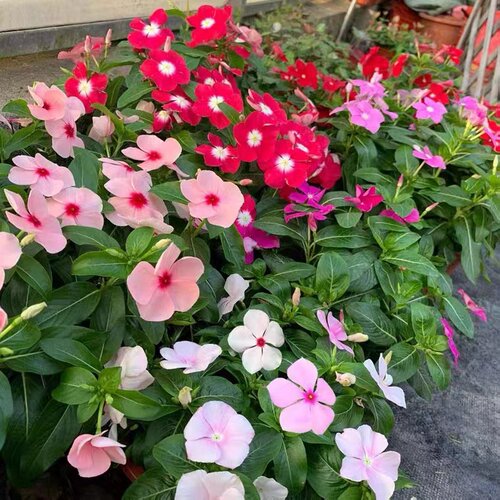 长春花种子花籽日日春种子四季播种开花耐旱阳台花籽盆栽庭院种孑