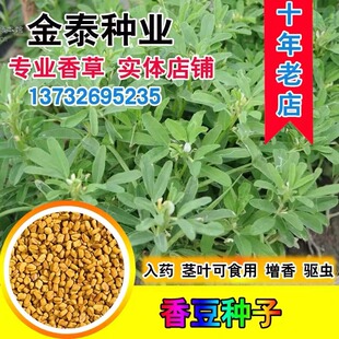 新采香豆种子香草种子葫芦巴子籽芽苗菜蔬菜种子芦巴籽香豆子种子