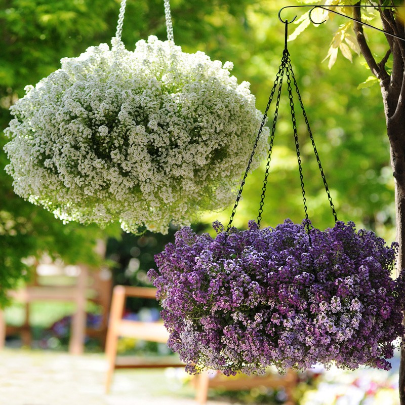 香雪球花种子花卉花籽室内阳台图片