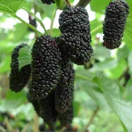 全新桑葚种子桑树种子 果桑种子 马桑种子 桑枣树种子 包发芽包邮