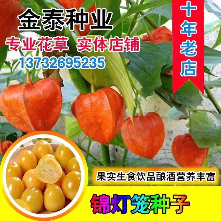 锦灯笼种子金山红黄姑娘红灯笼甜野生姑娘果盆栽四季种姑娘果种籽图片