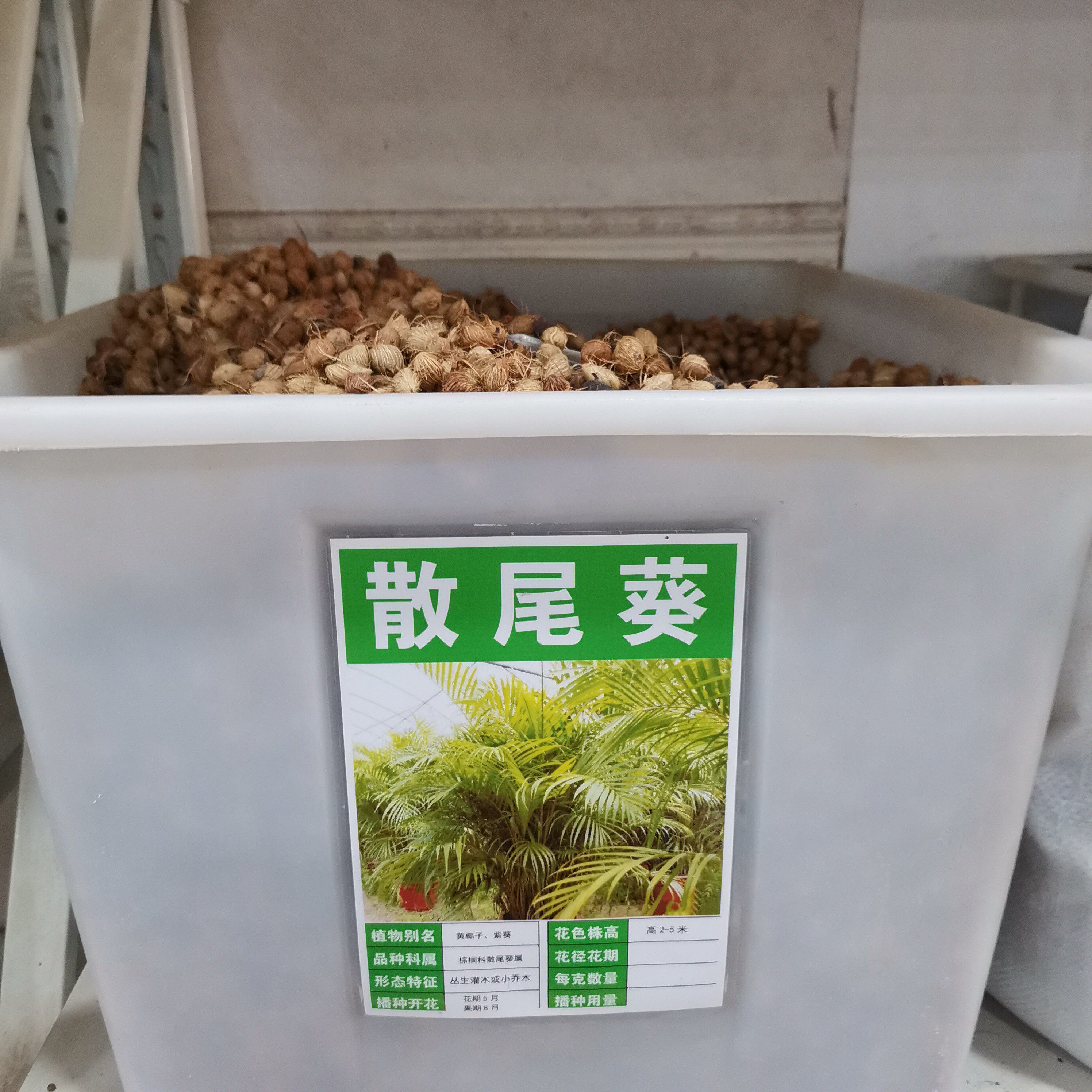 散尾葵种子林木种籽国产散装四季多年生景观凤尾竹黄椰子观叶种孑