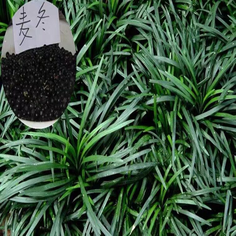 新采麦冬草种子多年生宽叶矮化金边麦冬草籽日本矮麦冬苗绿化种籽图片