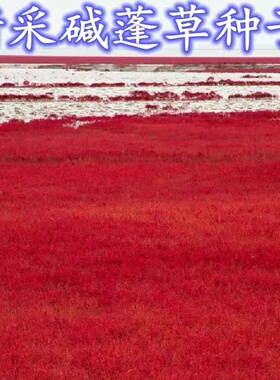 碱蓬草种子红色翅碱蓬卤蓬土壤沙荒地绿化耐盐碱治理土壤改良种籽