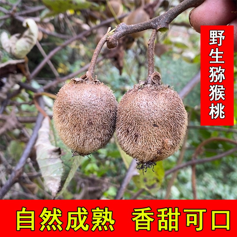 8度野生猕猴桃南阳绿心香甜