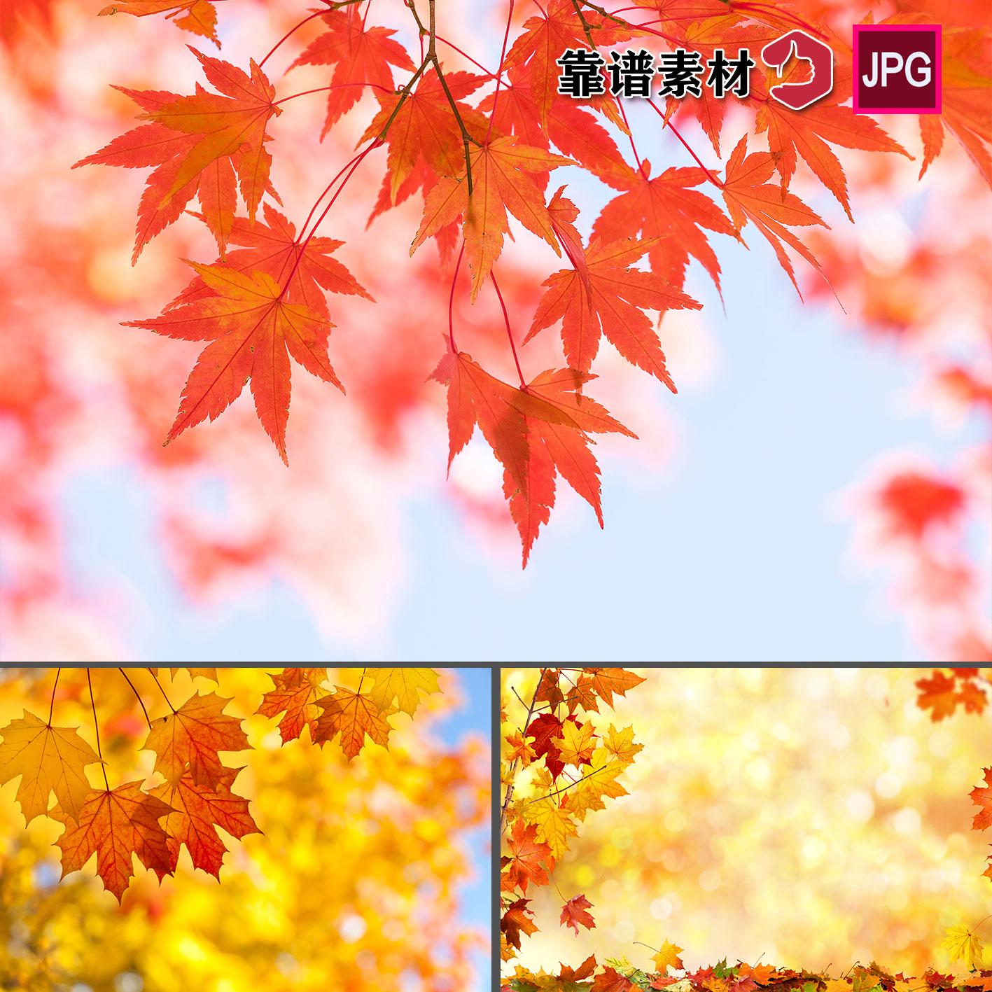 红色枫叶树叶落叶风景背景壁纸装饰画高清图片jpg设计素材